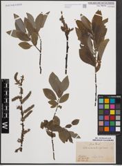 Foto von Salix cinerea L. x Salix nigricans Sm.